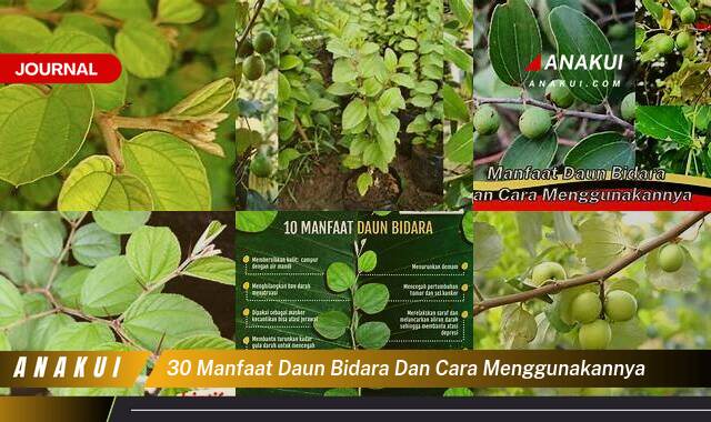 Ketahui 8 Manfaat Daun Bidara dan Cara Menggunakannya yang Wajib Kamu Ketahui