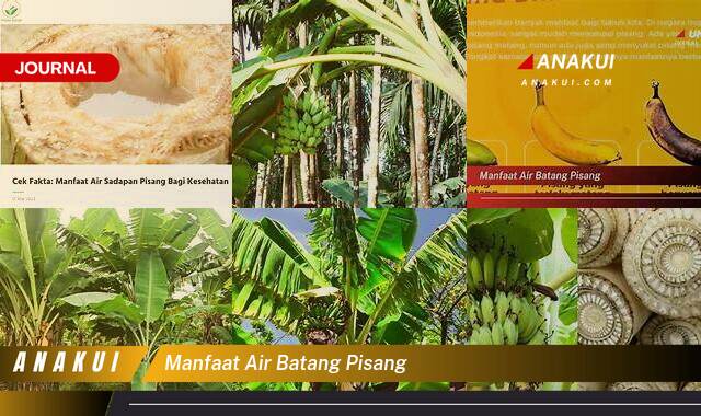 Inilah 9 Manfaat Air Batang Pisang yang Bikin Kamu Penasaran