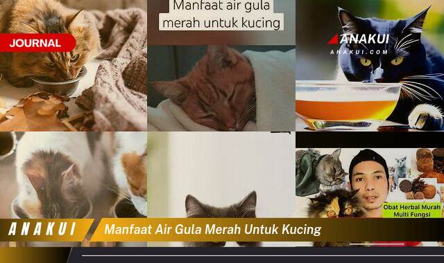 Ketahui 10 Manfaat Air Gula Merah untuk Kucing yang Bikin Kamu Penasaran