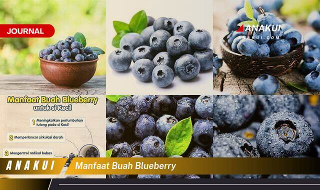 Inilah 8 Manfaat Buah Blueberry yang Tak Semua Orang Tahu