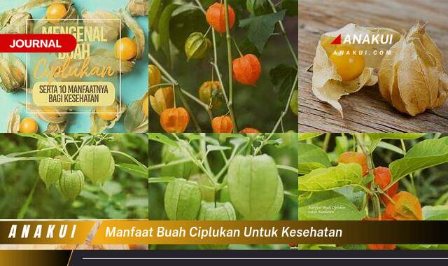 Inilah 9 Manfaat Buah Ciplukan untuk Kesehatan yang Wajib Kamu Intip