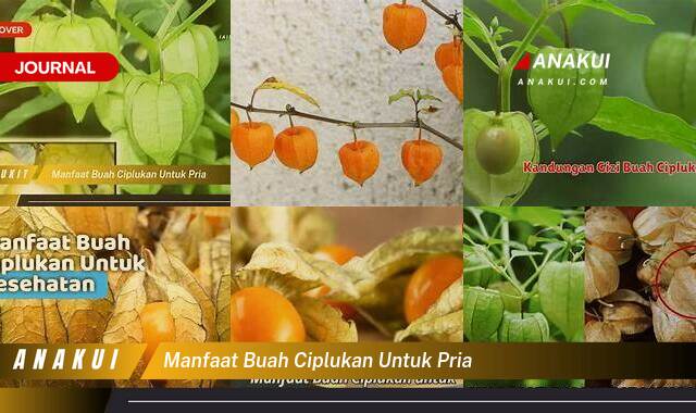 Inilah 9 Manfaat Buah Ciplukan untuk Pria yang Wajib Kamu Intip