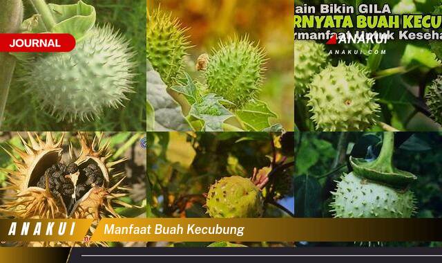 Ketahui 9 Manfaat Buah Kecubung yang Wajib Kamu Ketahui