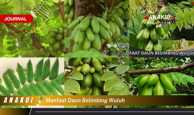 Ketahui 8 Manfaat Daun Belimbing Wuluh yang Bikin Penasaran