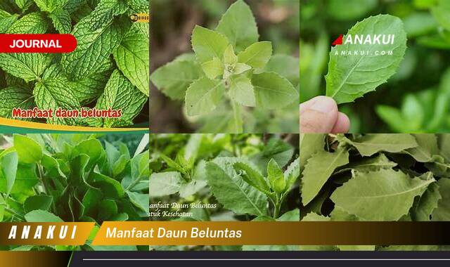 Ketahui 10 Manfaat Daun Beluntas untuk Kesehatan