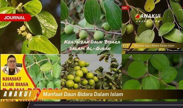 Ketahui 8 Manfaat Daun Bidara dalam Islam yang Jarus Kamu Ketahui