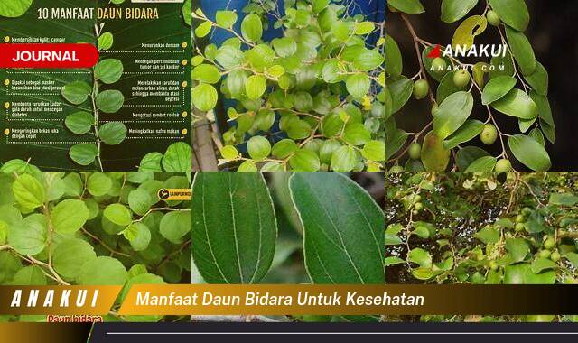 Inilah 10 Manfaat Daun Bidara untuk Kesehatan yang Bikin Kamu Penasaran