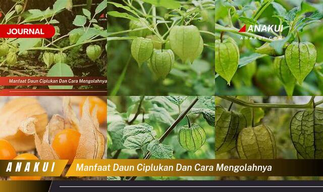 Ketahui 10 Manfaat Daun Ciplukan yang Tidak Semua Orang Tau