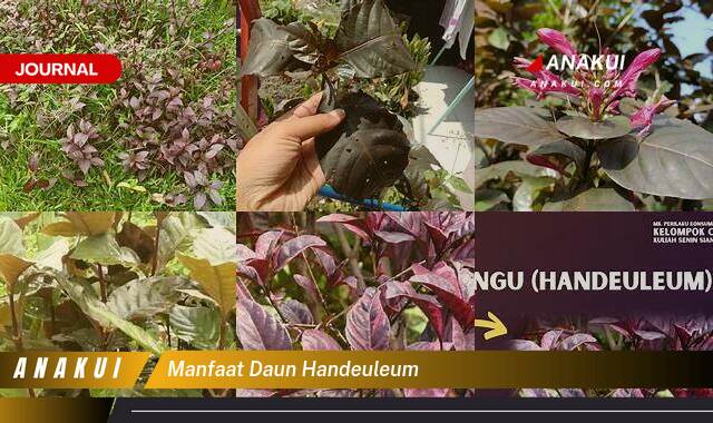 Inilah 10 Manfaat Daun Handeuleum yang Wajib Kamu Ketahui