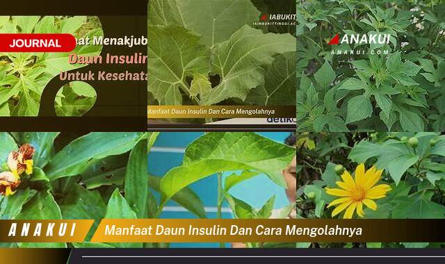 Inilah 8 Manfaat Daun Insulin & Cara Mengolahnya yang Bikin Kamu Penasaran