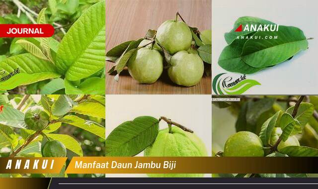 Inilah 9 Manfaat Daun Jambu Biji yang Wajib Kamu Ketahui