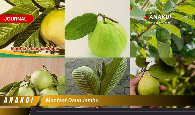 Inilah 10 Manfaat Daun Jambu yang Wajib Kamu Ketahui