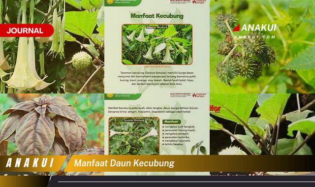 Ketahui 9 Manfaat Daun Kecubung yang Tak Banyak Orang Tahu