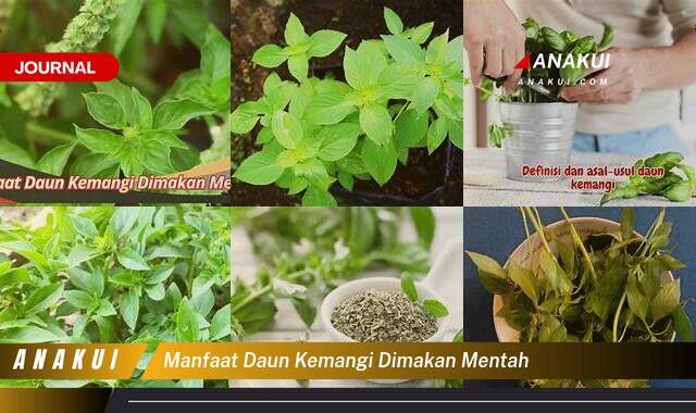 Inilah 9 Manfaat Daun Kemangi Mentah yang Wajib Kamu Ketahui