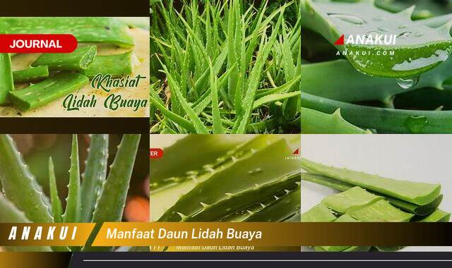 Inilah 8 Manfaat Daun Lidah Buaya yang Tak Banyak Orang Tahu