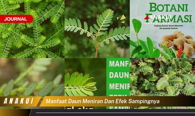 Inilah 8 Manfaat Daun Meniran & Efek Sampingnya yang Wajib Kamu Ketahui