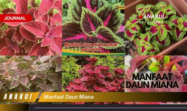 Inilah 9 Manfaat Daun Miana yang Bikin Kamu Penasaran