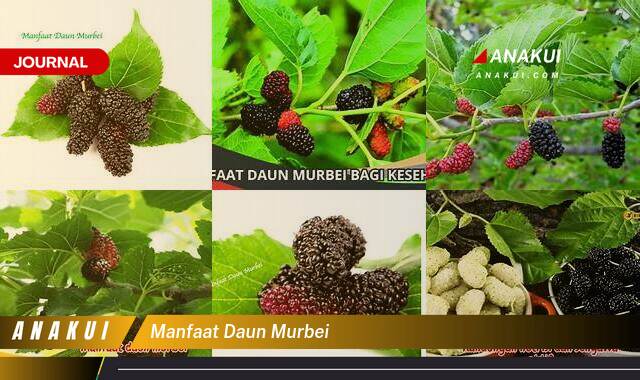 Inilah 8 Manfaat Daun Murbei yang Tak Banyak Orang Tau