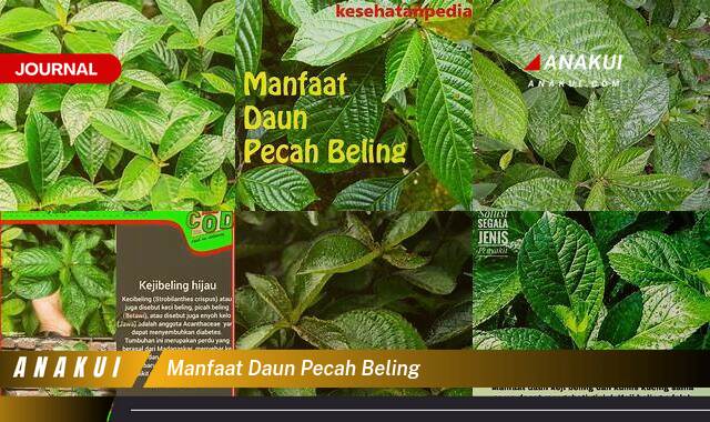 Inilah 10 Manfaat Daun Pecah Beling yang Bikin Kamu Penasaran