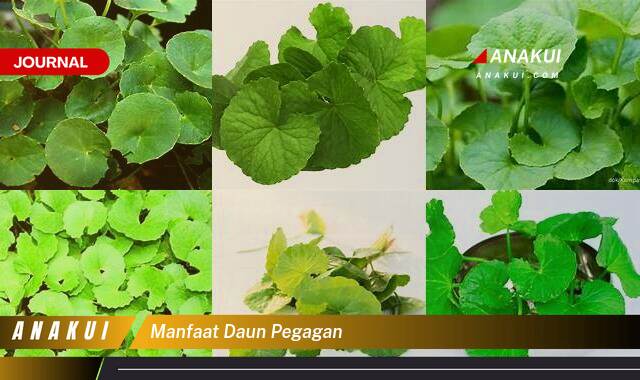 Inilah 10 Manfaat Daun Pegagan yang Wajib Kamu Intip