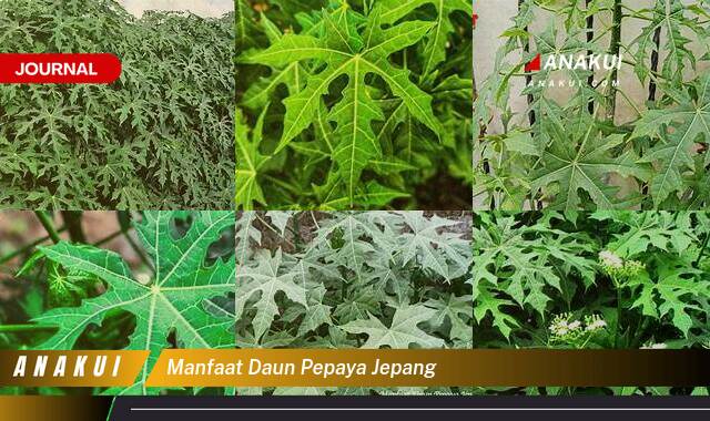 Inilah 8 Manfaat Daun Pepaya Jepang yang Wajib Kamu Intip