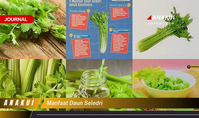 Inilah 9 Manfaat Daun Seledri yang Wajib Kamu Intip