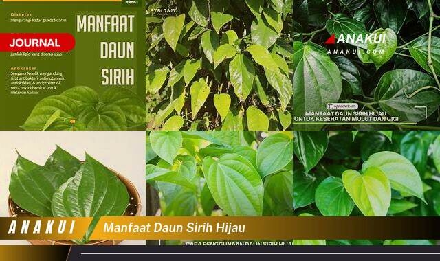 Inilah 8 Manfaat Daun Sirih Hijau yang Wajib Kamu Intip