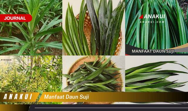 Inilah 9 Manfaat Daun Suji yang Bikin Kamu Penasaran