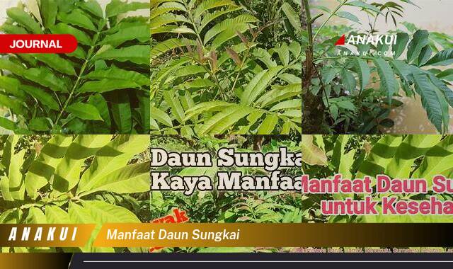 Inilah 8 Manfaat Daun Sungkai yang Wajib Kamu Ketahui