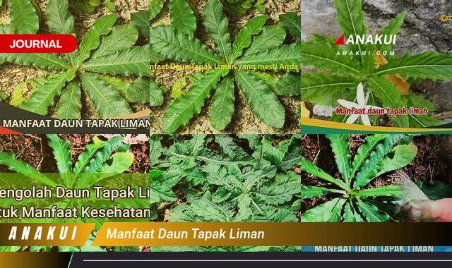 Ketahui 9 Manfaat Daun Tapak Liman yang Tak Banyak Orang Tahu