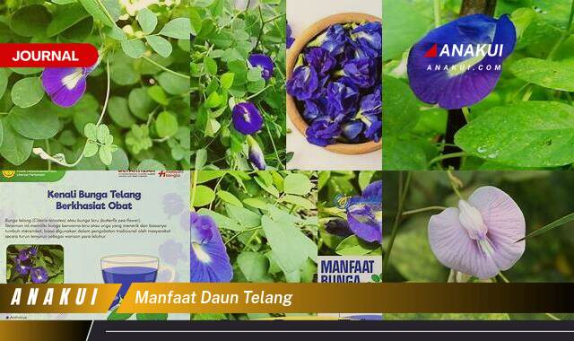 Inilah 10 Manfaat Daun Telang yang Bikin Kamu Penasaran