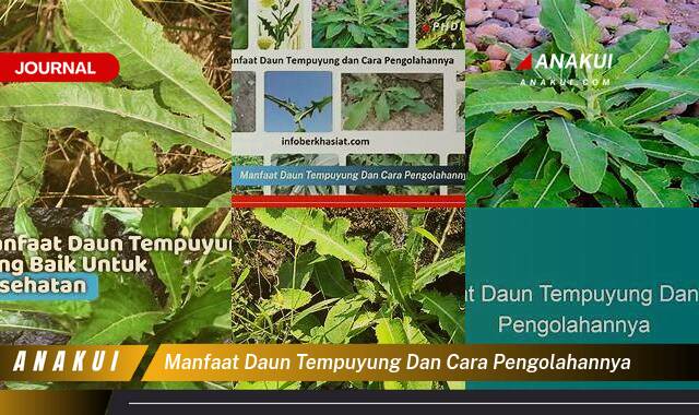 Ketahui 9 Manfaat Daun Tempuyung & Pengolahannya yang Bikin Kamu Penasaran
