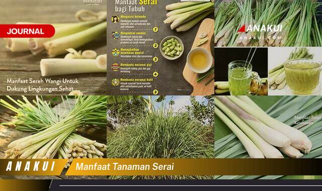 Ketahui 9 Manfaat Tanaman Serai yang Wajib Kamu Intip