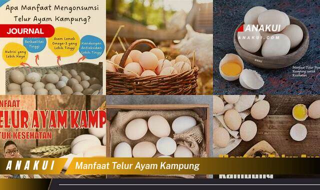 Inilah 10 Manfaat Telur Ayam Kampung yang Wajib Kamu Ketahui