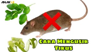 cara mengusir tikus