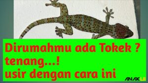 cara mengusir tokek