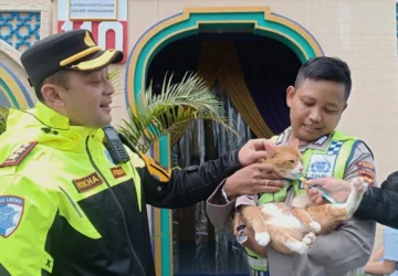 Sosok Poyici Oyen, Kucing ‘Polisi’ Viral yang Ikut Amankan Lalu Lintas Jalur Puncak Bogor